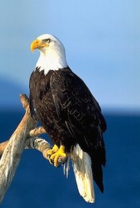 Bald Eagle roosting on diriftwood